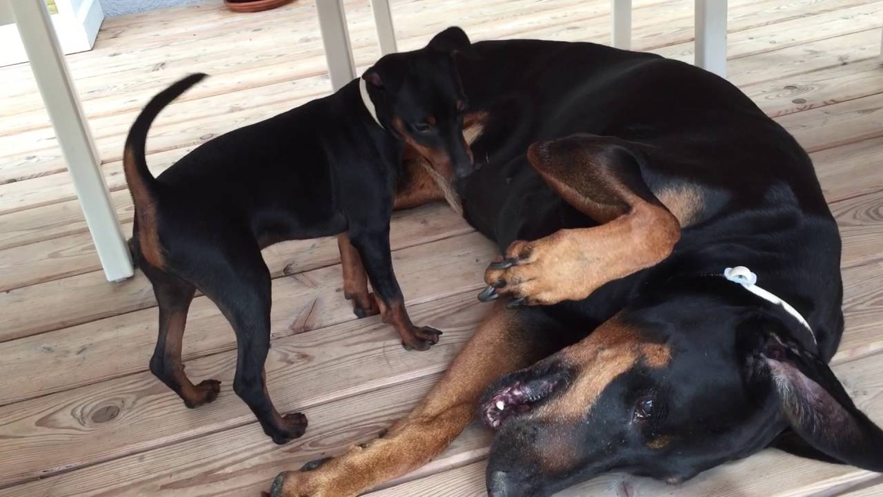 doberman pinscher and miniature pinscher