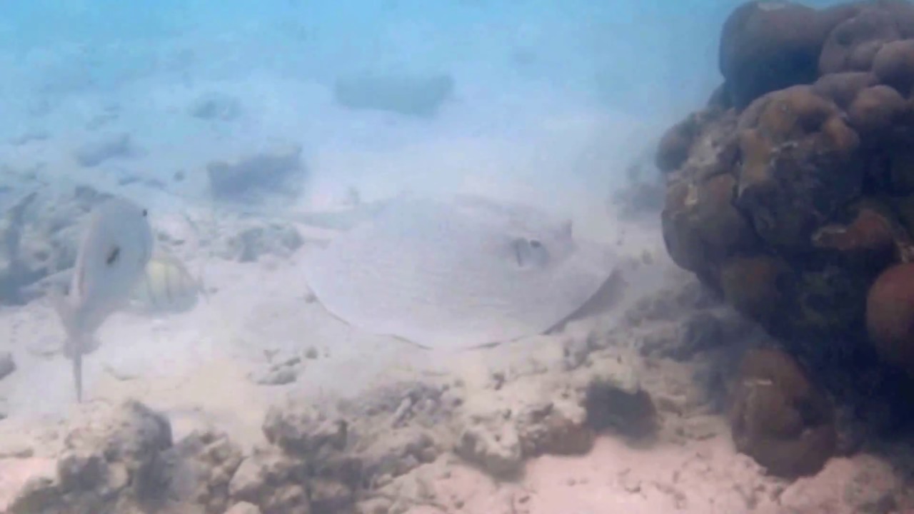 Porcupine Ray in Maldives