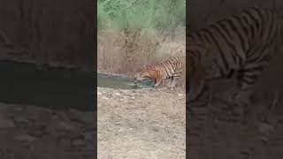 tiger drinking water 💦#shortsviral #shorts #viral