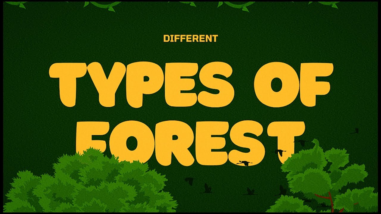 3 TYPES OF FORESTS EXPLAINED IN DETAILED // KNOWLEDGE HUB📚