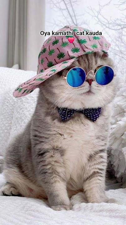 Download lagu oya kamathi cat kawda 🤓😎😆😁😄😅🤣🤣🤣🤣🤣🤣🤣🤣🤣🤣🤣🤣🤣🤣