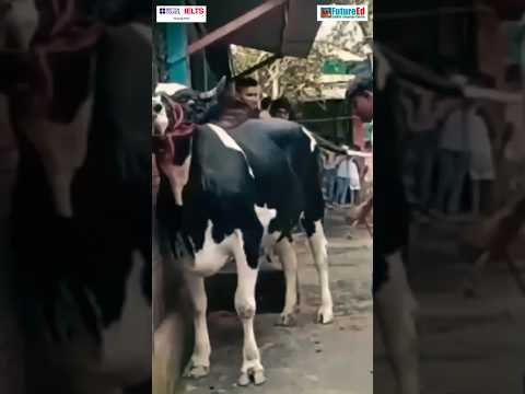 হাম্বা অফার! 🎉