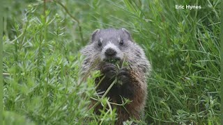 Groundhogs in Maine: Habits, hibernation, and how to keep them out of the garden