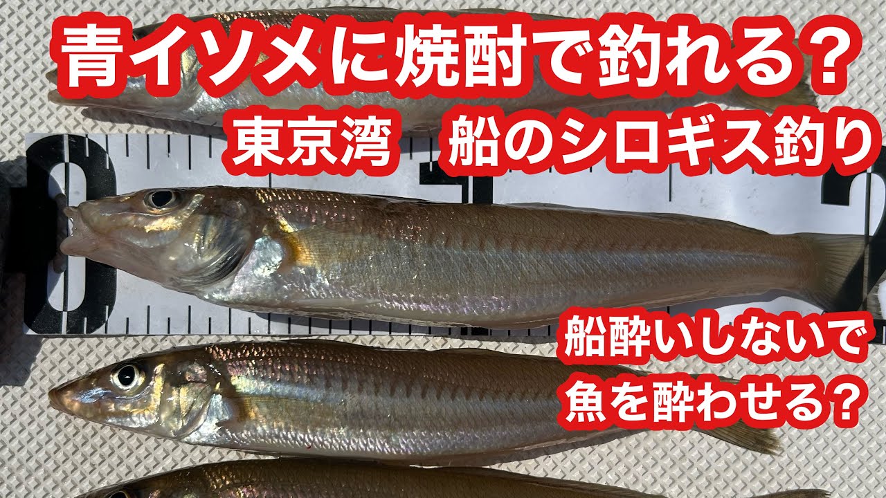 Hoping for a good catch with blue worms pickled in shochu: Boat