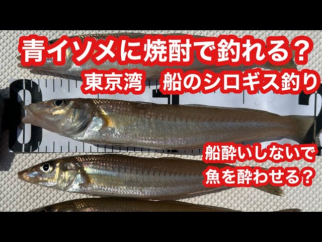 Hoping for a good catch with blue worms pickled in shochu: Boat