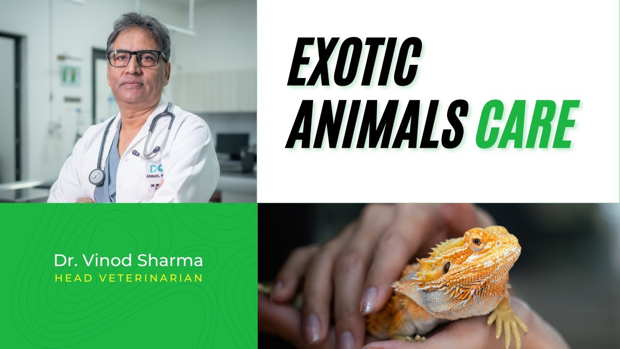 exotic-animal-care-in-india-dr-vinod-sharma-youtube