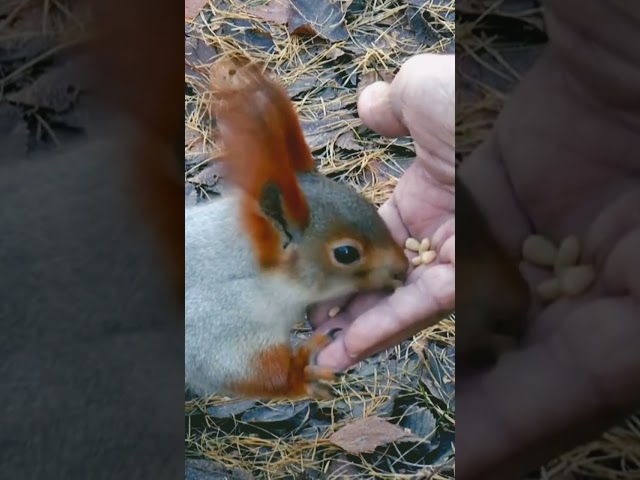 feed the squirrel class=