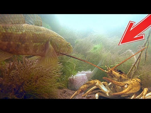 Реакция раков на кусок минтая. Подводная съёмка.