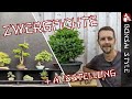 immergrüner bambus Bambus Fargesia robusta Pingwu immergrüner nicht invasiver Gartenbambu