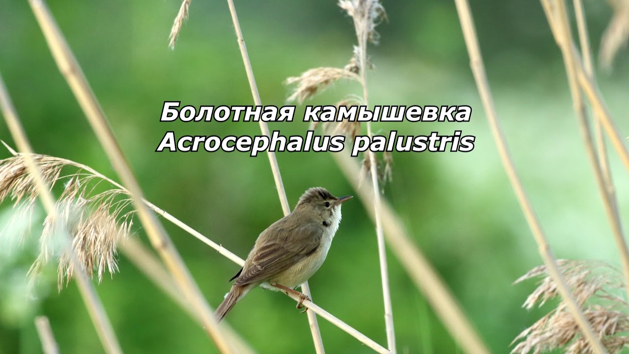 Демонстративное поведение птиц