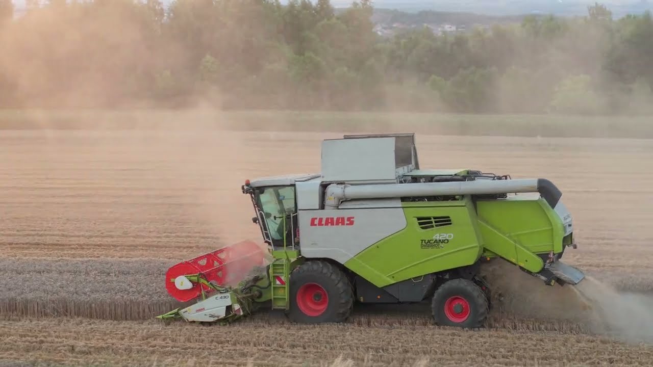 Żniwa 2025 ||| Pszenica ozima