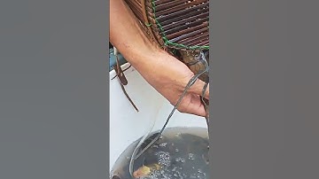 Đặt cá chạch, Đặt lợp cá chạch lấu Khủng #datlopcachach #datlopcachachlau #lopcachach