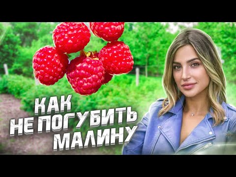 МАЛИНА. Посадка, обрезка, уход за малиной в саду для новичков