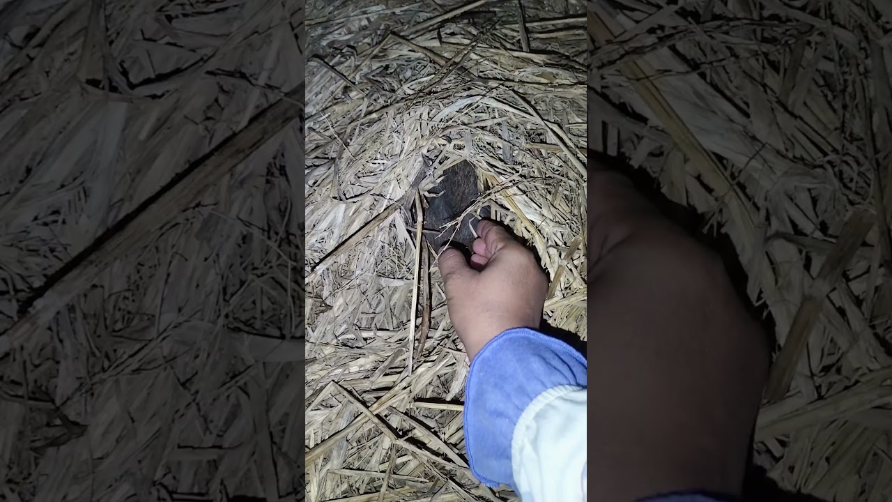turns out to be sleeping in the straw 