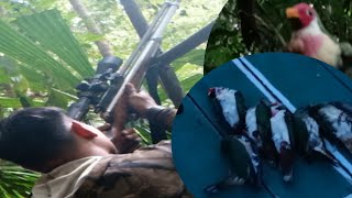 Hunting Burung Punai Jambu atau Walik Jambu Kalimantan @snipermurachannel208