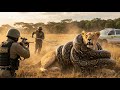 Rescue Team Saves Lioness From A Giant Python Attack mp3
