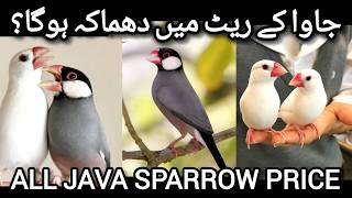 Java Sparrow Price Update | Java Finch Price Update | Java K Rate Me Dhamaka Hoga 10092026