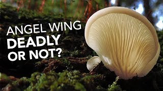 Angel Wing Mushroom — Deadly Or Not?