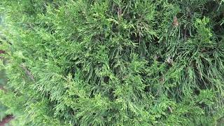 Juniperus virginiana jalovec viržinský