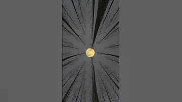 Full moon in different trees angle #moon #nature #trees #tree #shorts #short