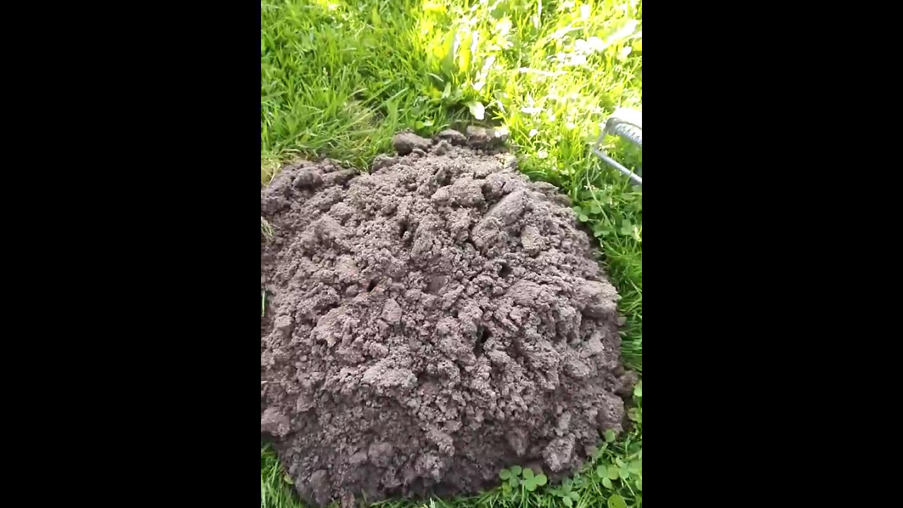 Kurmių gaudyklė Nr. 1, veikia 100%