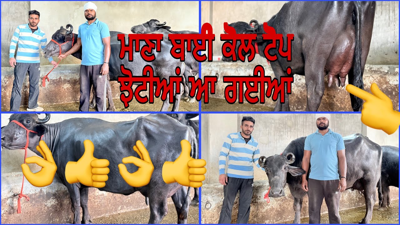 4 ਮਾਰਚ 2026 ਫ਼ੋਨ 8427407053👈 ਮਾਣਾ ਡੇਰੀ ਫਾਰਮ ਪਿੰਡ ਭੋਮਾ ਅੰਮ੍ਰਿਤਸਰ ਟੋਪ ਝੋਟੀਆਂ 🔥🔥😍😍🔥🔥