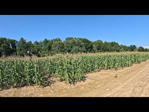 Crop Update After Storm