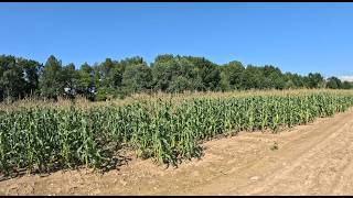 Crop Update After Storm