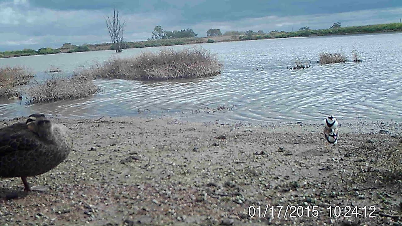 Black-Fronted Dotterel Excited 