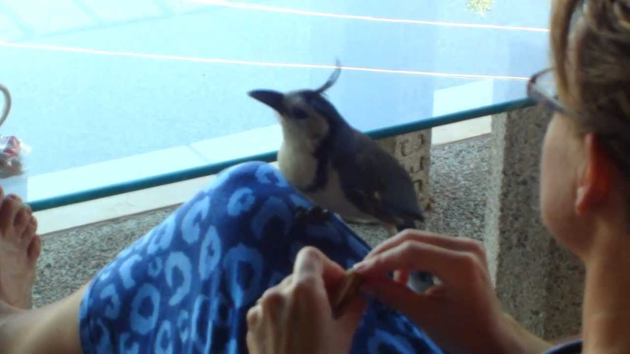 White-throated Magpie-Jay in Costa Rica 