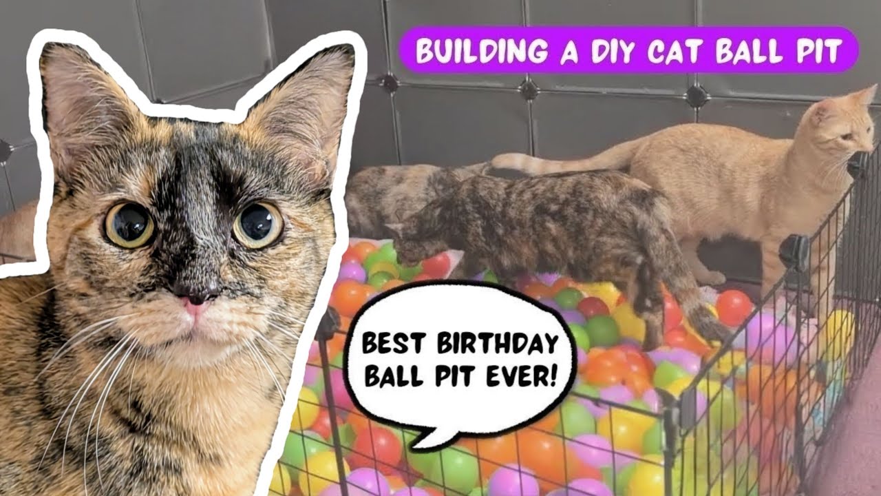 I Built a Ball Pit for My Cats’ Birthday! | DIY Cat Party Fun 🐾