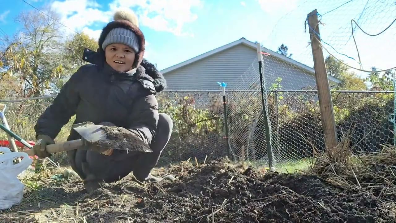 Чеснок с твердой шейкой | Давайте в этом году посадим чеснок с твердой шейкой.
