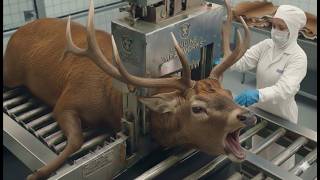 Download Lagu Inside a Deer Leather Factory: From Raw Hide to Premium Jackets, Shoes \u0026 Travel Bags (Full Process) MP3