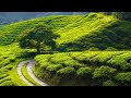 Soothing Music to Relieve Stress, Anxiety, and Depression, Promote Healing,and Induce Deep Sleep #11