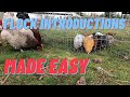 Raising Chicks: Flock Introductions &amp; Moving Outside | Chicken Husbandry Series