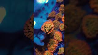 Montipora Beach Bum - Super Einsteiger Koralle aus nachhaltiger Nachzucht