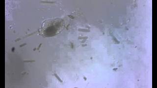 Микроорганизм