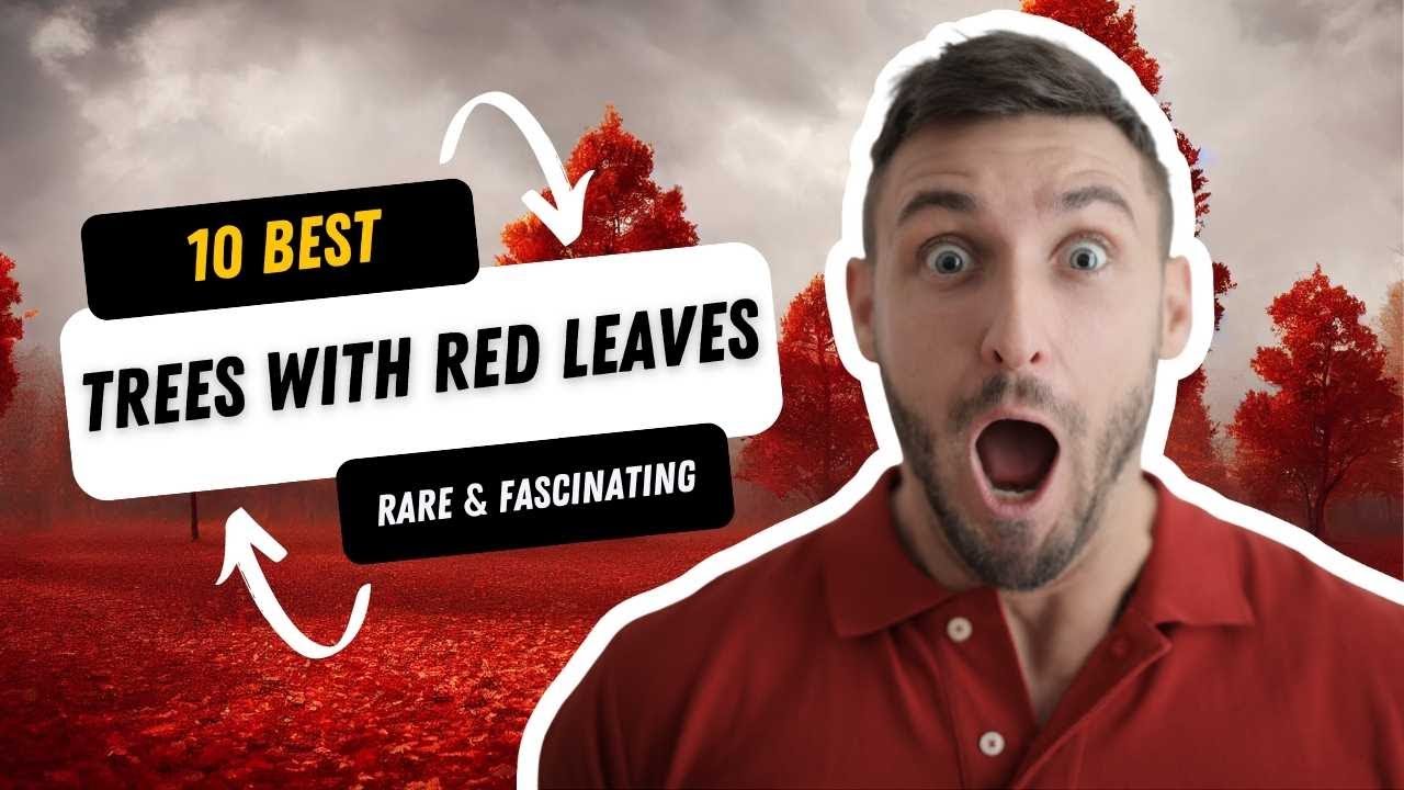 The Most Beautiful Trees with Red Leaves in the World