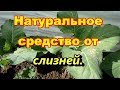 Натуральное,бесплатное,средство от слизней