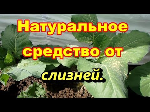 Натуральное,бесплатное,средство от слизней