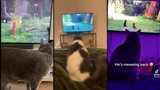 Cats React To Stray Cats Video Game Compilation