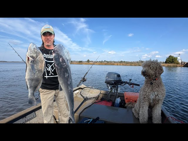 decent fishing reel Fishdrops Spinning Reels 12+1BB Ultra Lightweight Spinning Carved Aluminum Spool Affordable Smooth Reels : Sports & Outdoors ignore-threshold Rod Power:Heavy handed anglers.​ High SuperFish Start Aquarium |