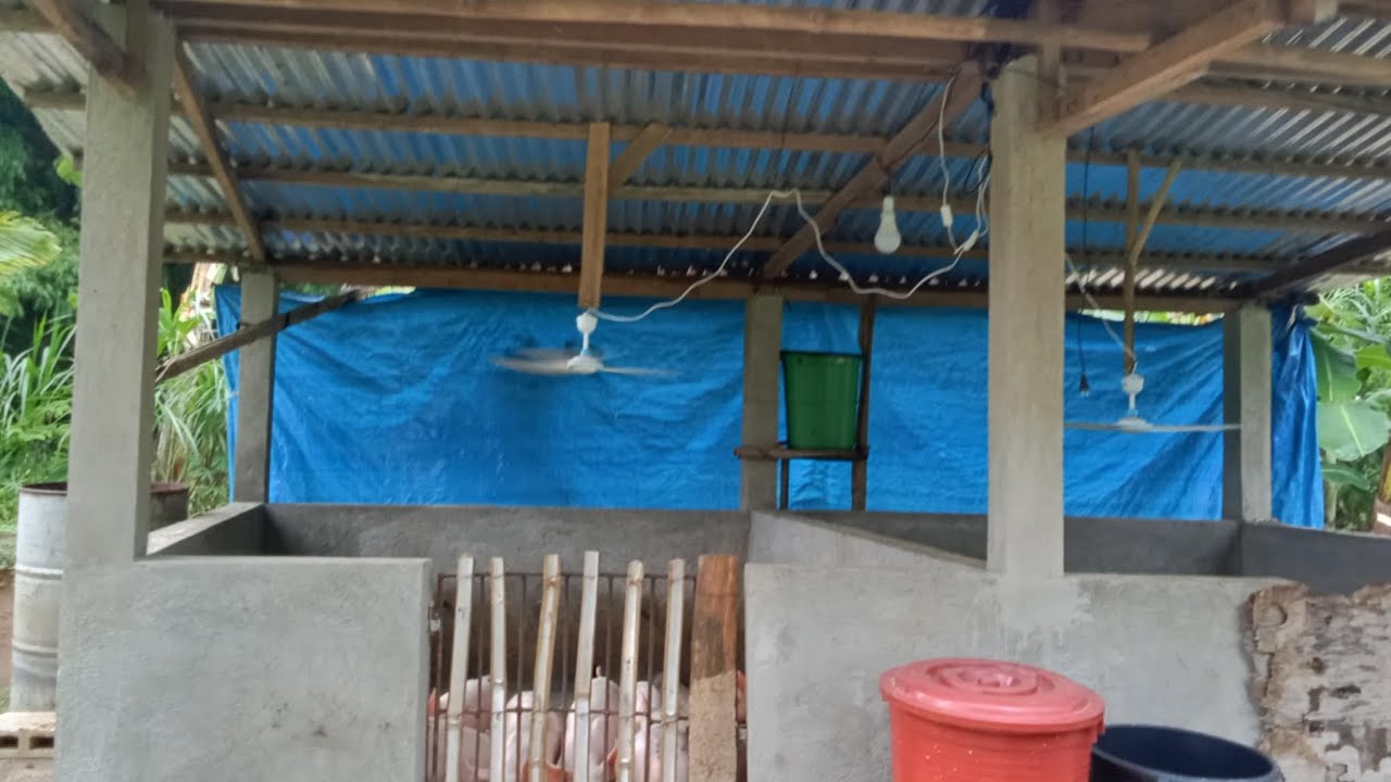 BACKYARD LITTLE PIGGERY FARM | PROVINCE LIFE DURING VACATION 24