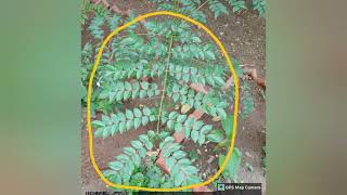 Identification Of Latakaranj Caesalpinia Crista