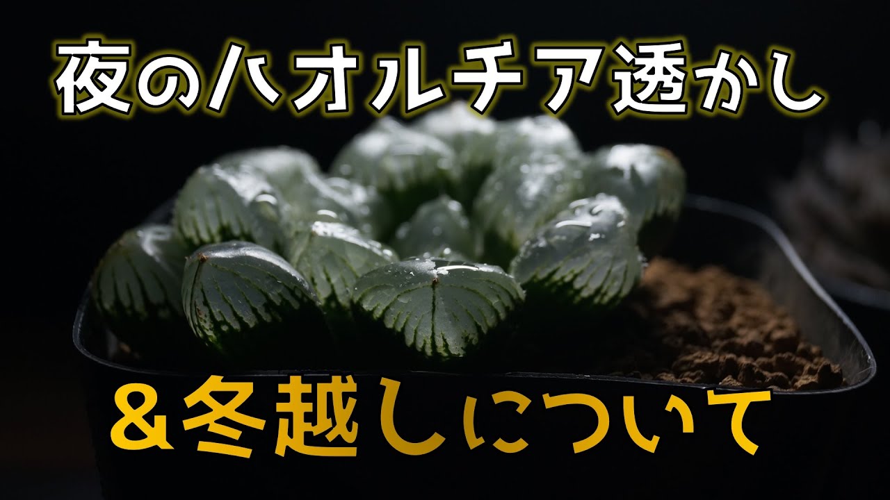 多肉の魅力 夜のハオルチア観察 冬越しの話 オブツーサの育て方 ハオルシア Youtube