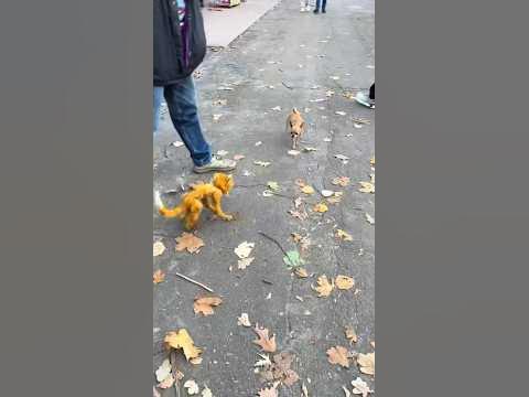 Кот Дергунчик 🐈 - YouTube