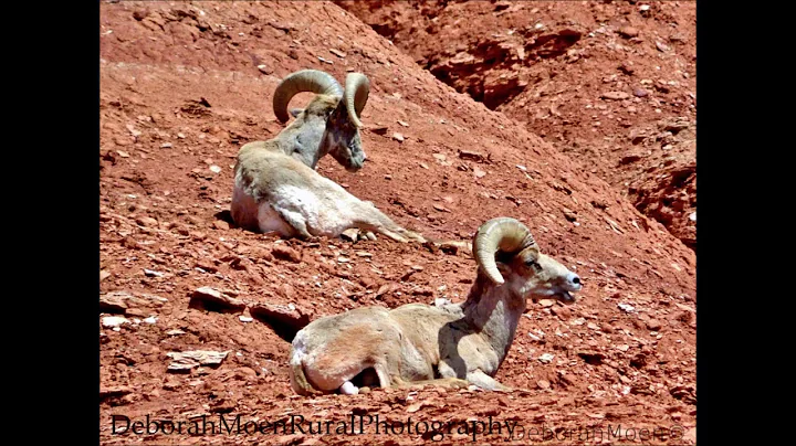 Deborah Moen Photography Desert Big Horn Sheep Cap...