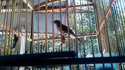 Suara Kicau Burung sirih_sirih gacor!!!Wik Wik Wik  - Durasi: 3:12. 