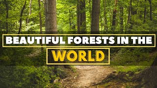 10 Most Beautiful Forests In The World | United Netizens