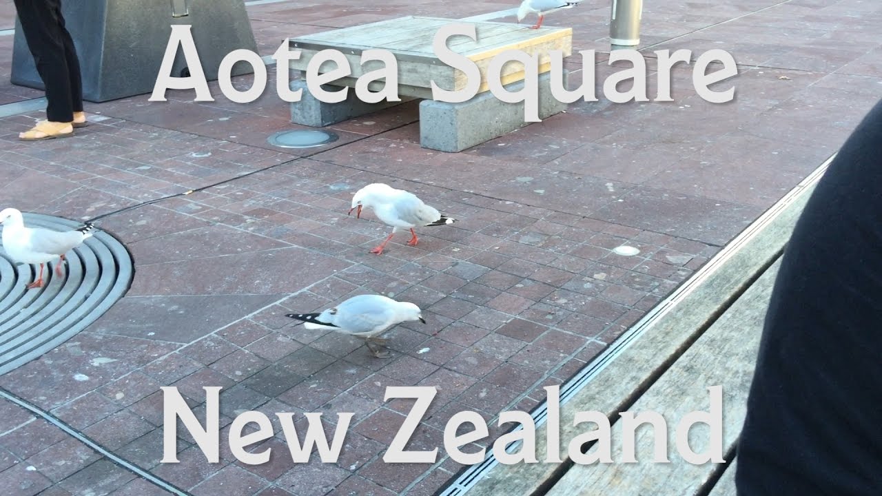 Angry Bird - Red-Billed Gull Dominates Aotea Square, New Zealand.